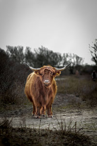 Horse standing in a field