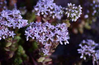 Close-up of purple flowering plant