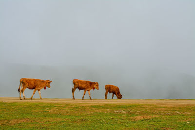 Horses grazing in a field