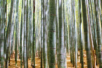 Bamboos in forest