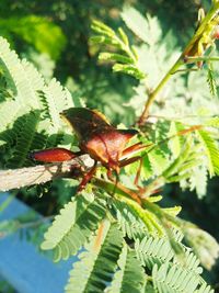 Close-up of insect on leaf
