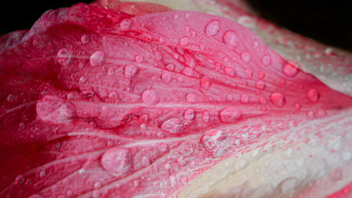 Close-up of raindrops on pink rose