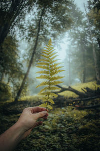 Fern in foggy forest 