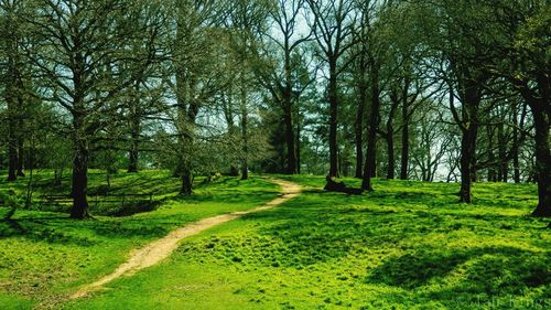 View of trees in forest