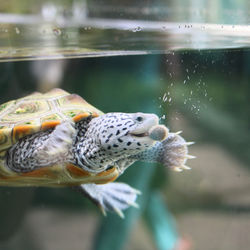 Close-up of turtle in water