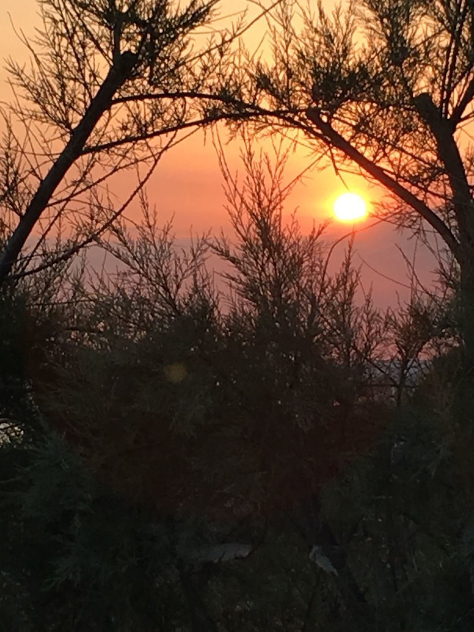 SILHOUETTE TREES AGAINST ORANGE SKY