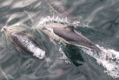 Close-up of fish swimming in sea