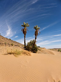 Palm trees on desert against sky