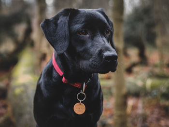 Close-up of dog looking away