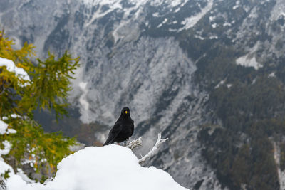 Black bird, an alpine chough perching on branch in mountains in winter