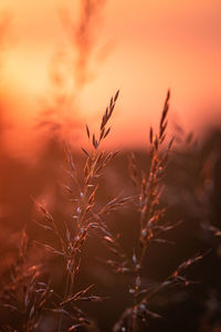 Close-up of cereal plants during sunset