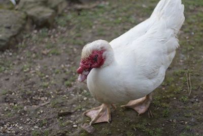 High angle view of white duck on field