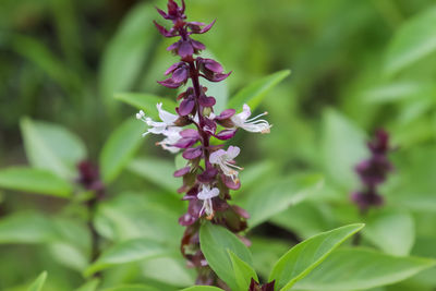 plant