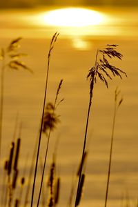 Close-up of stalks against sunset sky