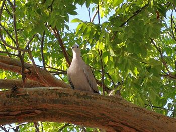 Low angle view of bird perching on tree