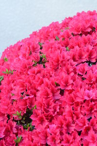 Close-up of fresh pink flowers blooming outdoors