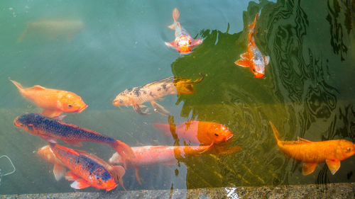 Fish swimming in a lake