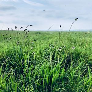 Scenic view of grassy field against sky