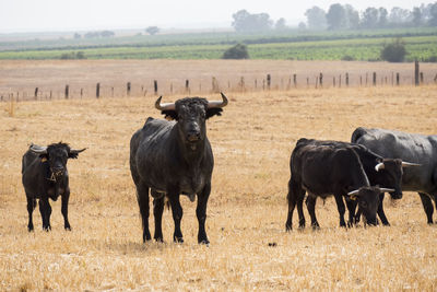 Cows grazing on field