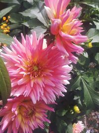 Close-up of pink flowers blooming outdoors