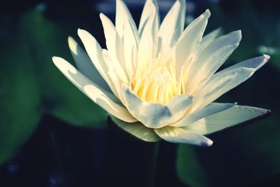 Close-up of water lily