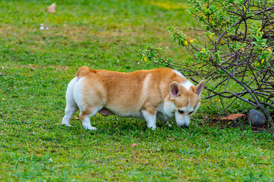 Chubby pembroke welsh corgi dog sniffing green grass