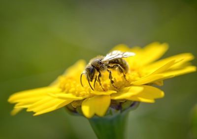 Close-up of insect on yellow flower