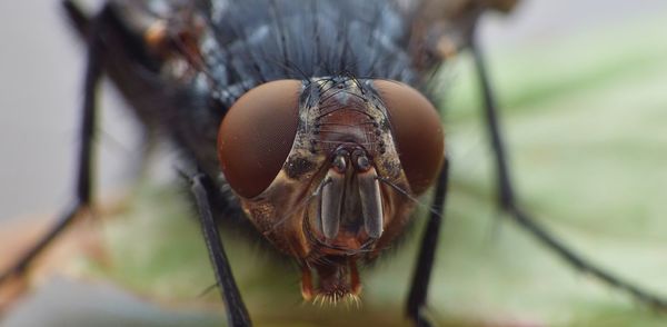 Close-up of fly