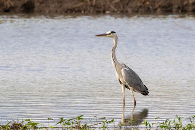 Image of gray heron ardea cinerea standing in the swamp on the nature background