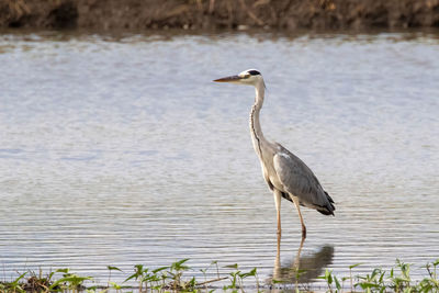 Bird in lake