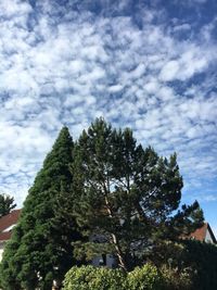 Low angle view of trees against sky