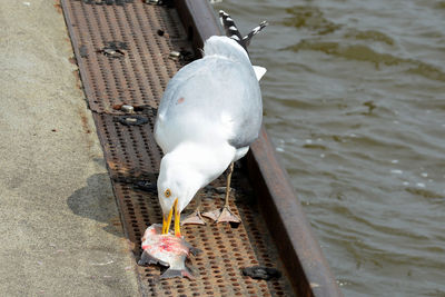 High angle view of seagull