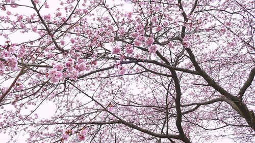 Low angle view of cherry blossoms against sky