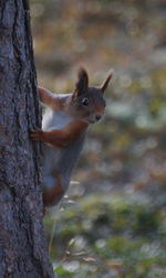 Close-up of squirrel on tree trunk