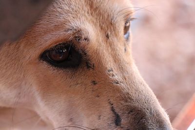 Close-up of horse looking away