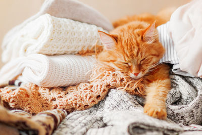 Cute ginger cat sleeps on knitted clothes. warm knitted sweaters and scarfs are folded in heaps. 