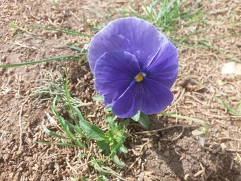 High angle view of crocus blooming on field