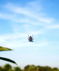 Low angle view of insect flying in sky