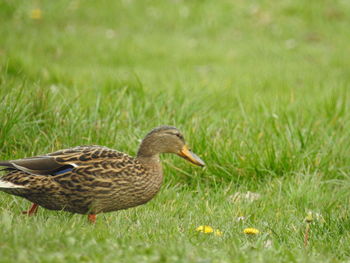 Bird on grassy field