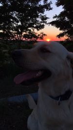 Close-up of dog on field during sunset