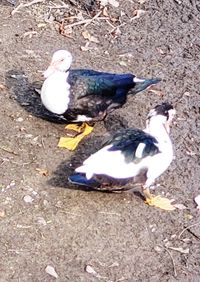 High angle view of pigeons on field