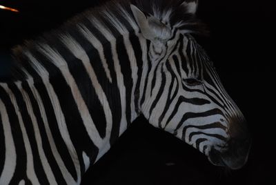 Close-up of zebra against black background