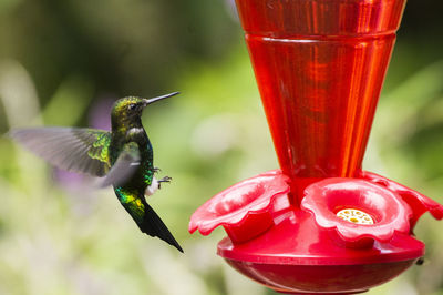 Close-up of red bird flying