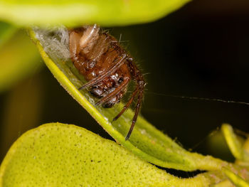 Close-up of insect on leaf