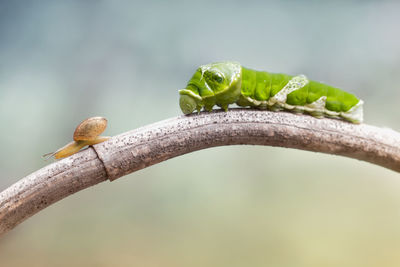 Close-up of insect on branch