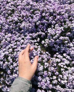 Cropped hand touching purple flowers