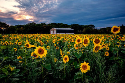 Scenic view of sunflower field against cloudy sky