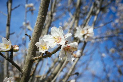 Close-up of white flower on tree