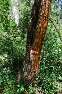 Text on tree trunk in forest