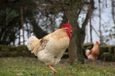 Close-up of rooster on field